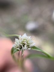 Cyperus seslerioides