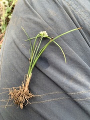 Cyperus seslerioides