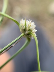 Cyperus seslerioides