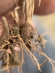 Cyperus seslerioides