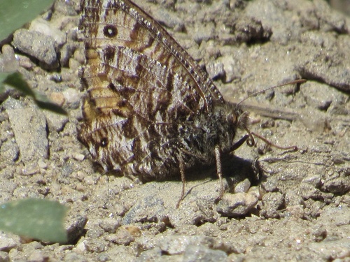 Chryxus Arctic photo 6