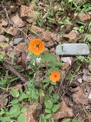Kallstroemia grandiflora