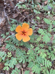 Kallstroemia grandiflora
