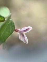 Jarilla