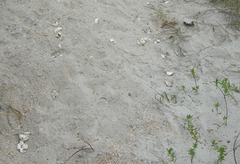 Caretta caretta