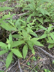 Neolasioptera vernoniae