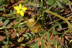 Tribulus hirsutus