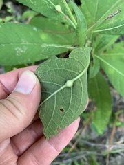 Neolasioptera vernoniae