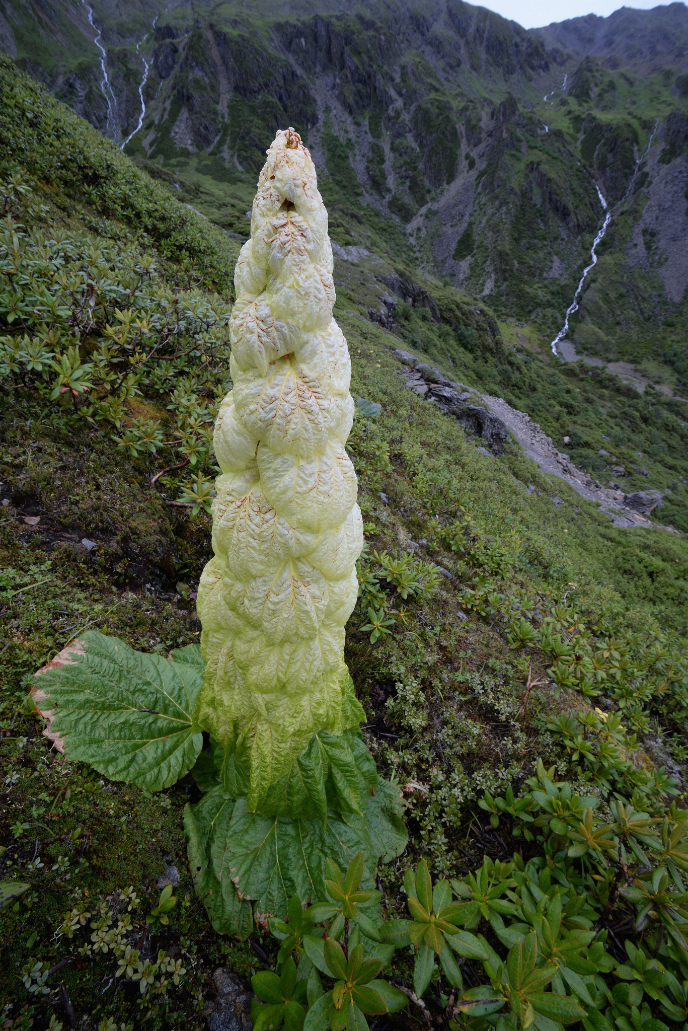Ruibarbo del Himalaya (Rheum nobile) · Natusfera, image size:1367x2048