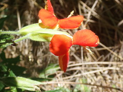 Erythranthe cinnabarina