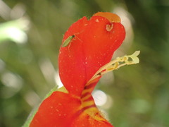 Erythranthe cinnabarina