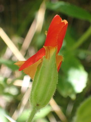 Erythranthe cinnabarina