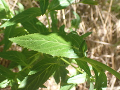 Erythranthe cinnabarina