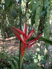 Heliconiaceae