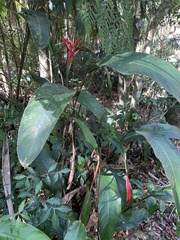 Heliconiaceae
