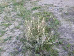 Asclepias brachystephana