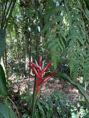Heliconiaceae