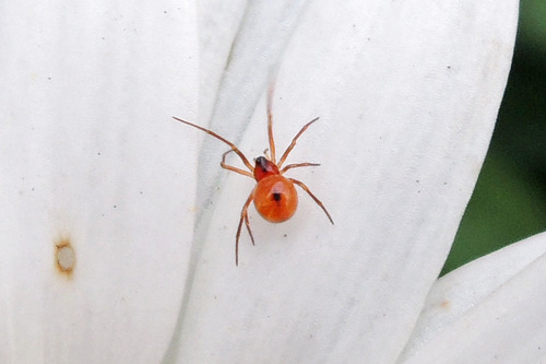 Spotted Cobweaver