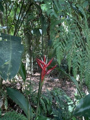 Heliconiaceae