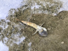 Rhinogobius nagoyae