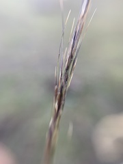 Aristida schiedeana
