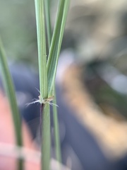 Aristida schiedeana