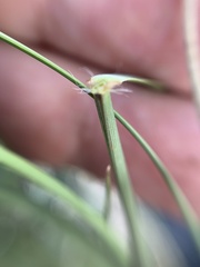Aristida schiedeana