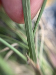 Aristida schiedeana