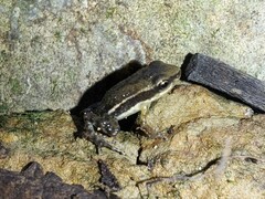 Epipedobates machalilla