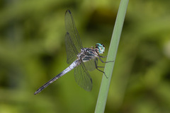 Cannaphila insularis