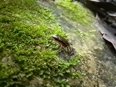 Epipedobates machalilla