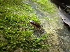 Epipedobates machalilla