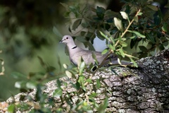 Streptopelia decaocto