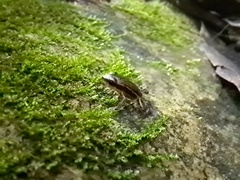 Epipedobates machalilla