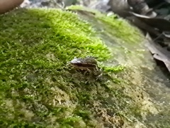 Epipedobates machalilla