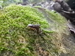 Epipedobates machalilla