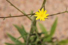 Croptilon hookerianum