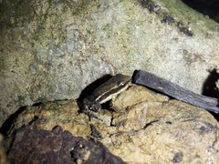 Epipedobates machalilla