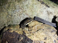 Epipedobates machalilla