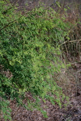 Vachellia farnesiana farnesiana