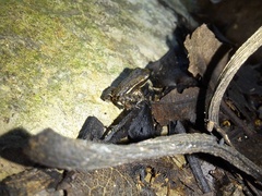 Epipedobates machalilla