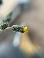 Hieracium abscissum