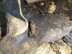 Epipedobates machalilla