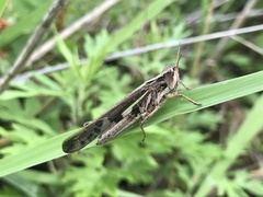 Aiolopus thalassinus tamulus