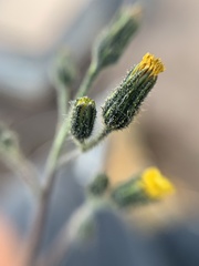 Hieracium abscissum