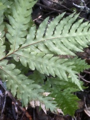 Pteris carsei