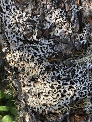 Hypogymnia occidentalis