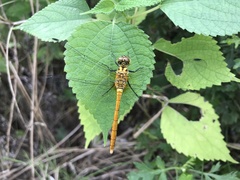 Sympetrum eroticum