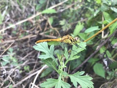 Sympetrum eroticum