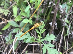 Sympetrum eroticum